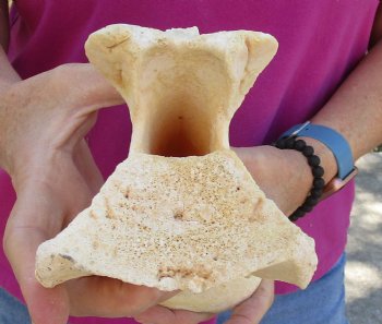 For Sale 11" Giraffe Vertebra Bone - $50