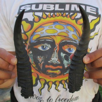 Matching Pair of 7" Mountain Reedbuck Horns - $20