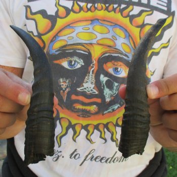 Matching Pair of 7" Mountain Reedbuck Horns - $20