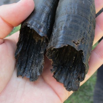 Matching Pair of 7" Mountain Reedbuck Horns - $20