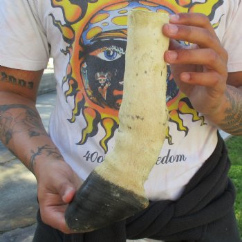 B-Grade 10" Zebra Foot Mount - $45