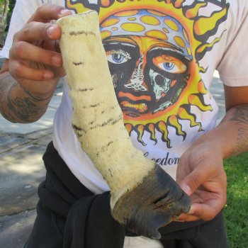 B-Grade 10" Zebra Foot Mount - $45