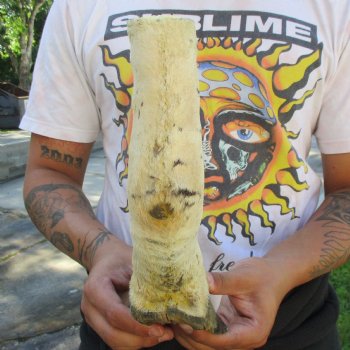 B-Grade 10" Zebra Foot Mount - $45