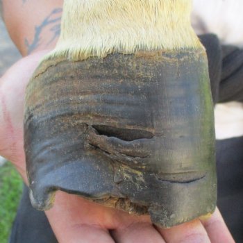 B-Grade 10" Zebra Foot Mount - $45