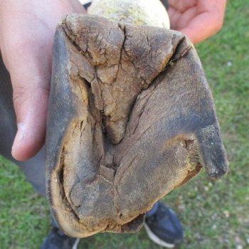 B-Grade 10" Zebra Foot Mount - $45