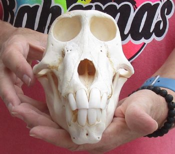 Buy this Sub-Adult Male Chacma Baboon Skull 7-1/2 inches (CITES P000028466) for $150