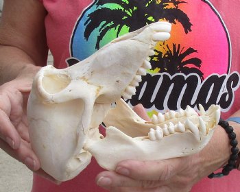 Buy this Sub-Adult Male Chacma Baboon Skull 7-1/2 inches (CITES P000028466) for $150