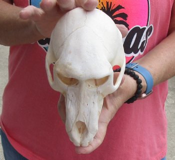 Buy this Sub-Adult Male Chacma Baboon Skull 7-1/2 inches (CITES P000028466) for $150