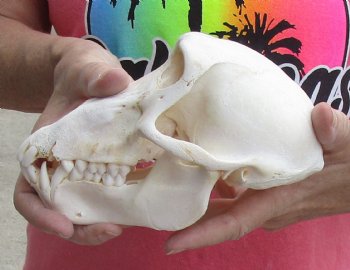Buy this Sub-Adult Male Chacma Baboon Skull 7-1/2 inches (CITES P000028466) for $150