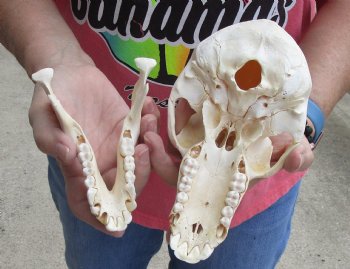 Buy this Sub-Adult Male Chacma Baboon Skull 7-1/2 inches (CITES P000028466) for $150