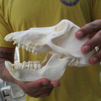 Sub-Adult 7-1/2" Male Baboon Skull - $150 (CITES P-000028466)