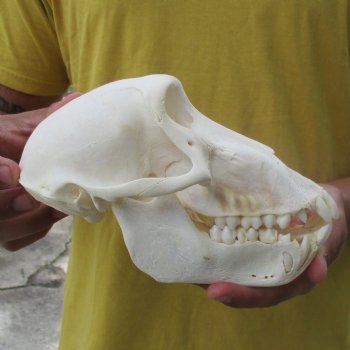 Sub-Adult 7-1/2" Male Baboon Skull - $150 (CITES P-000028466)