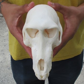 Sub-Adult 7-1/2" Male Baboon Skull - $150 (CITES P-000028466)