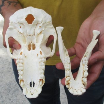 Sub-Adult 7-1/2" Male Baboon Skull - $150 (CITES P-000028466)