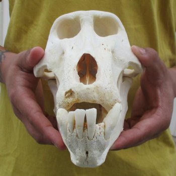 C-Grade 8-3/4" Male Baboon Skull - $175 (CITES P-000028466)
