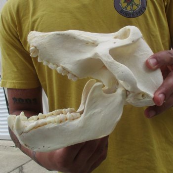 C-Grade 8-3/4" Male Baboon Skull - $175 (CITES P-000028466)