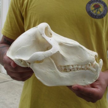C-Grade 8-3/4" Male Baboon Skull - $175 (CITES P-000028466)