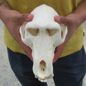 C-Grade 8-3/4" Male Baboon Skull - $175 (CITES P-000028466)