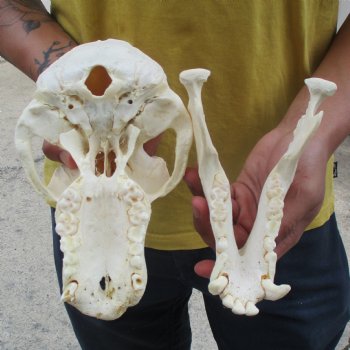 C-Grade 8-3/4" Male Baboon Skull - $175 (CITES P-000028466)