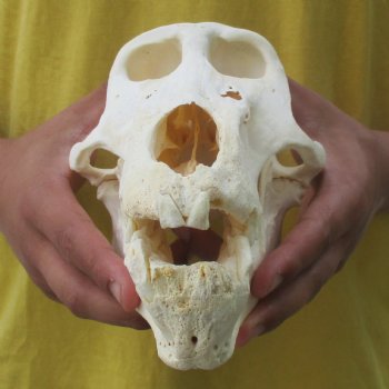 C-Grade 9" Male Baboon Skull - $175 (CITES P-000028466)
