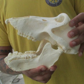C-Grade 9" Male Baboon Skull - $175 (CITES P-000028466)