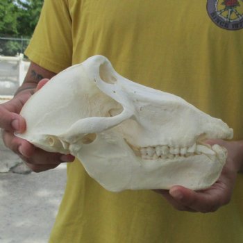 C-Grade 9" Male Baboon Skull - $175 (CITES P-000028466)