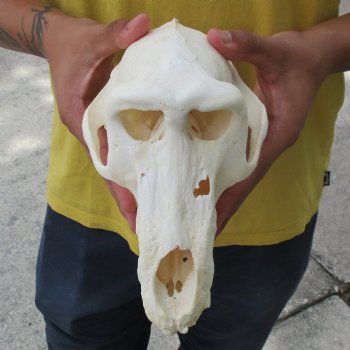 C-Grade 9" Male Baboon Skull - $175 (CITES P-000028466)