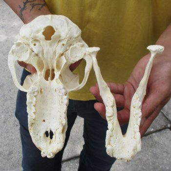 C-Grade 9" Male Baboon Skull - $175 (CITES P-000028466)
