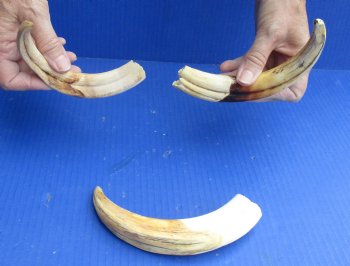 3 pc lot of 8" Ivory Tusks from African Warthogs for sale - $63