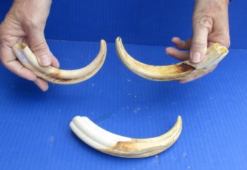 3 pc lot of 8" Ivory Tusks from African Warthogs for sale - $63