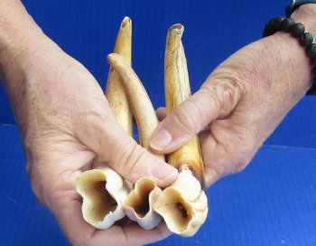 3 pc lot of 8" Ivory Tusks from African Warthogs for sale - $63