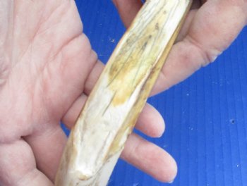 3 pc lot of 8" Ivory Tusks from African Warthogs for sale - $63