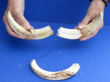 3 pc lot of 8" Ivory Tusks from African Warthogs for sale - $63