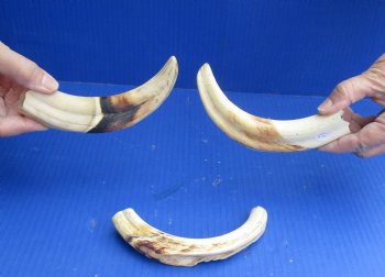 3 pc lot of 8" Ivory Tusks from African Warthogs for sale - $63