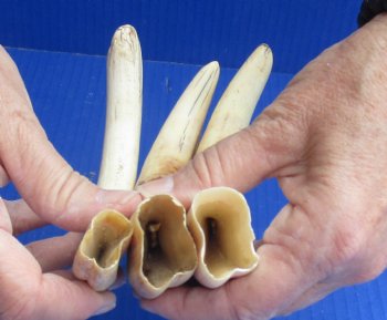 3 pc lot of 8" Ivory Tusks from African Warthogs for sale - $63
