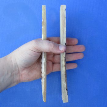 7" Pair of Sheep Horn Scales - $29