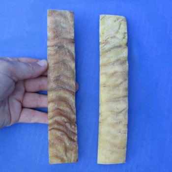 7" Pair of Sheep Horn Scales - $29