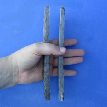 7" Pair of Sheep Horn Scales - $29