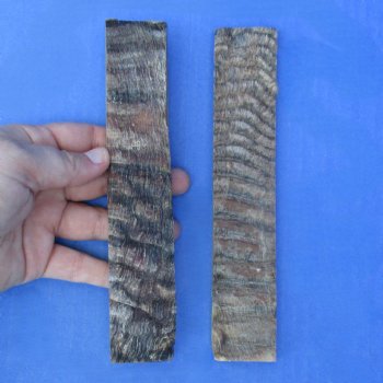 7" Pair of Sheep Horn Scales - $29