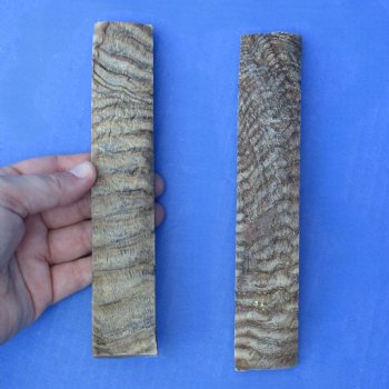 7" Pair of Sheep Horn Scales - $29