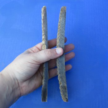 7" Pair of Sheep Horn Scales - $29