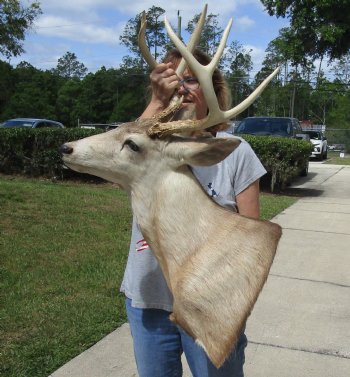For Sale Buy this Whitetail Deer Shoulder Mount for - $400.00 - Pick Up Only