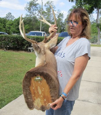 For Sale Buy this Whitetail Deer Shoulder Mount for - $400.00 - Pick Up Only