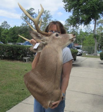 For Sale Buy this Whitetail Deer Shoulder Mount for - $400.00 - Pick Up Only