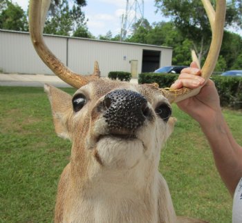 For Sale Buy this Whitetail Deer Shoulder Mount for - $400.00 - Pick Up Only