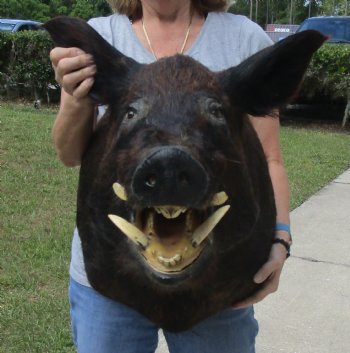 Buy this Wild Boar Shoulder Mount for - $400.00 - Pick Up Only