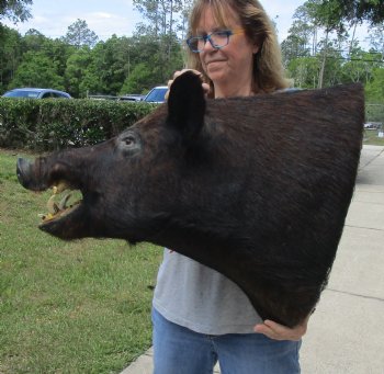 Buy this Wild Boar Shoulder Mount for - $400.00 - Pick Up Only