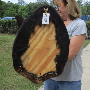 Buy this Wild Boar Shoulder Mount for - $400.00 - Pick Up Only