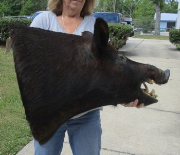 Buy this Wild Boar Shoulder Mount for - $400.00 - Pick Up Only
