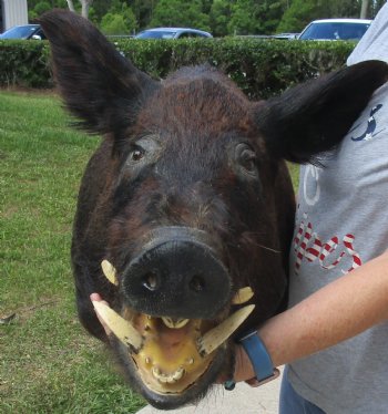 Buy this Wild Boar Shoulder Mount for - $400.00 - Pick Up Only